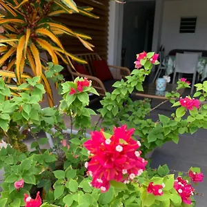 Le Tropical 1 Ou 2 Chambres Appartement
